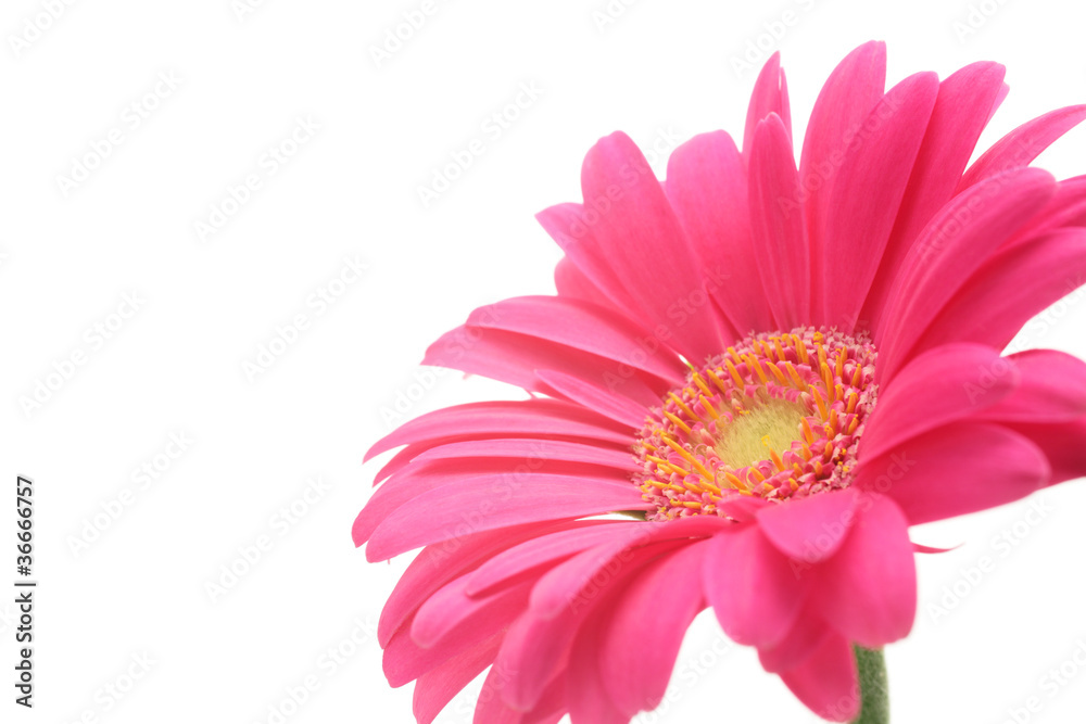 Pink gerbera daisies isolated on white background