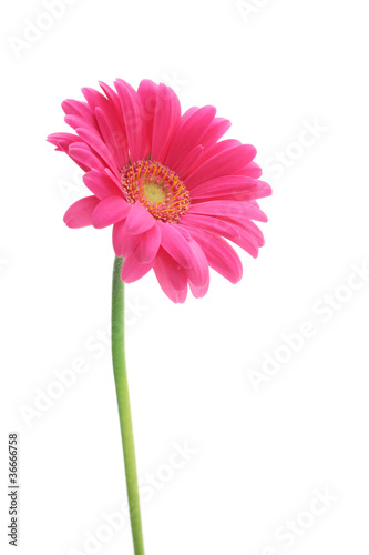 Pink gerbera daisies isolated on white background