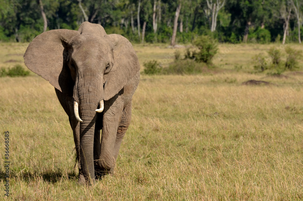 elefante elefante