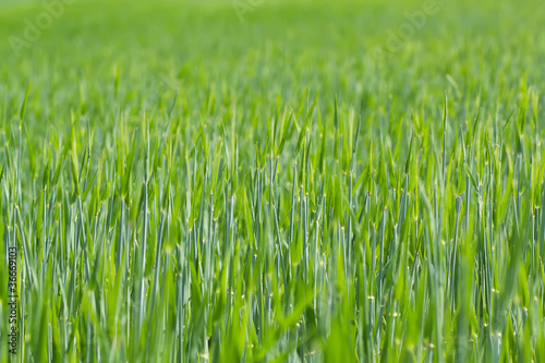 detail of field with green spring grains