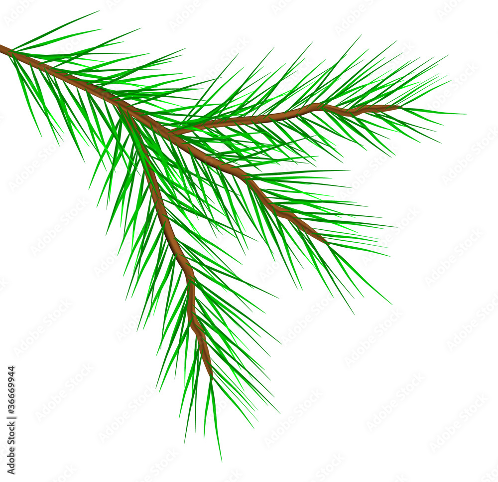 Fir tree branch Fir tree branch