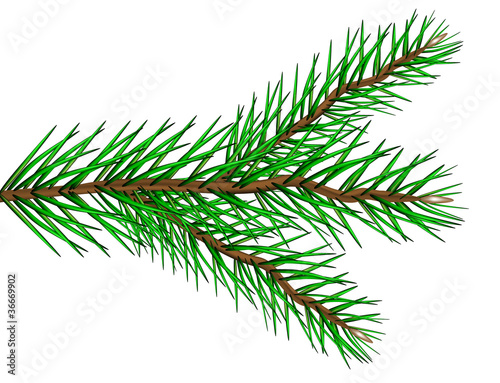 Fir tree branch