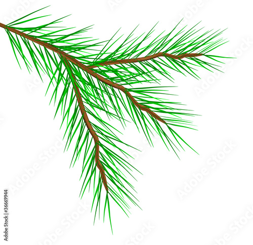 Fir tree branch