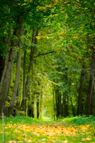 Alley with yellow leaves