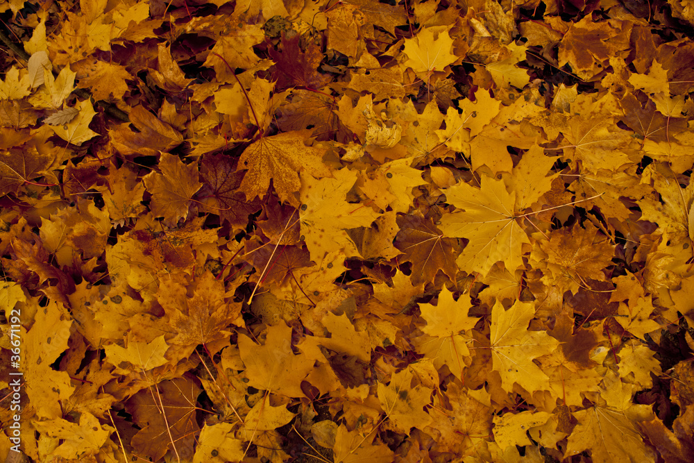Obraz premium autum leafe background