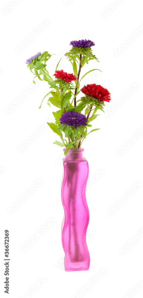 colorful Asters flowers in vase over white background colorful Asters flowers in vase over white background