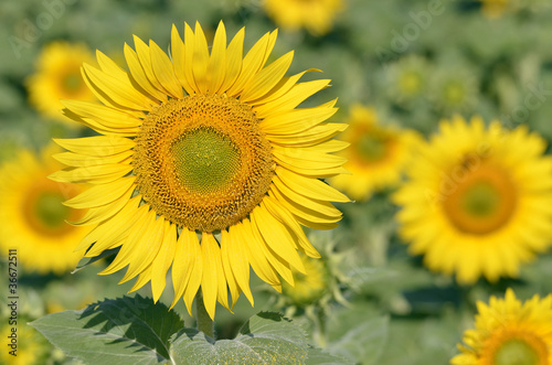 Closeup sunflower  Helianthus annuus 