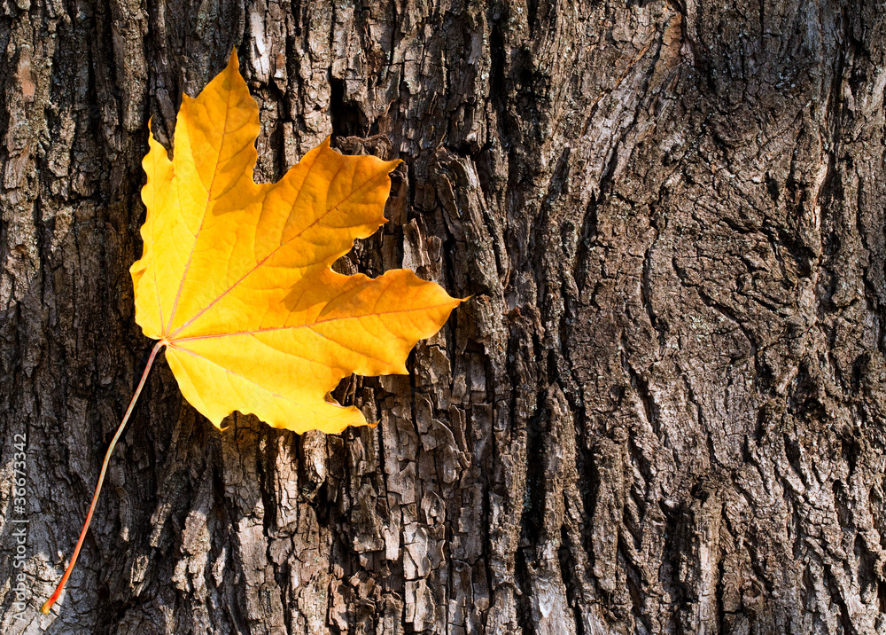 yellow autumn leaf