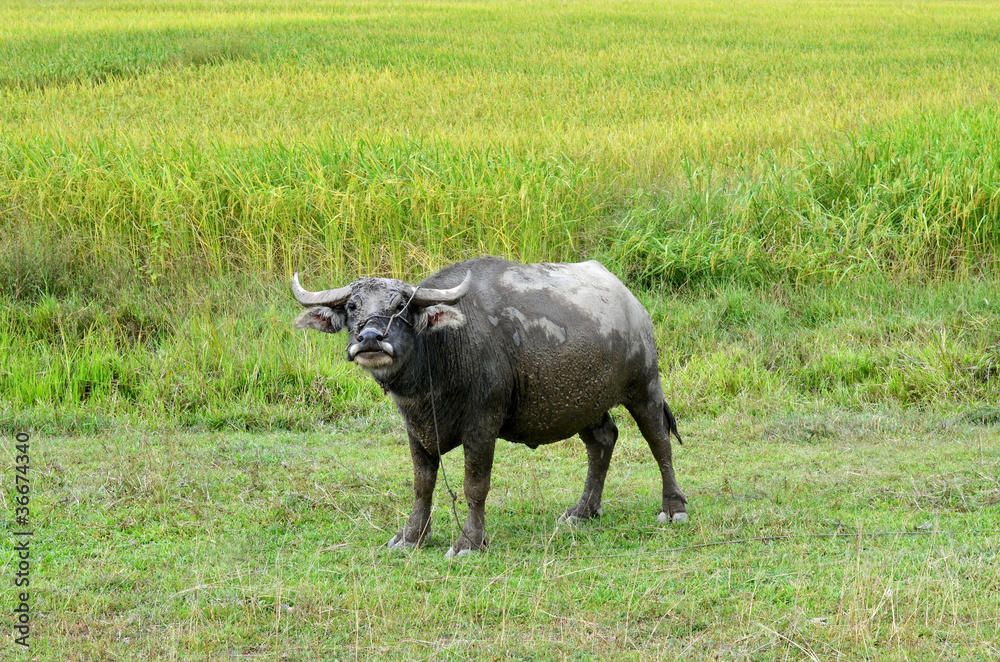 buffalo buffalo