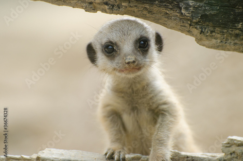 Meerkat baby