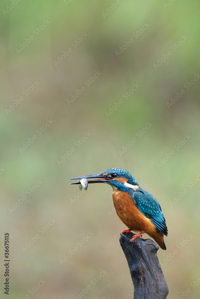 Fototapeta premium カワセミの食事