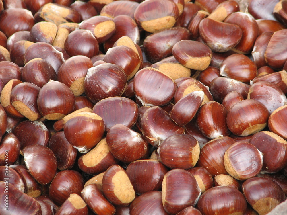 fruits of chestnuts ready to be cooked in the fall fruits of chestnuts ready to be cooked in the fall