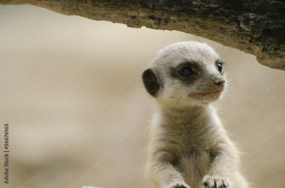 Fototapeta premium Meerkat baby