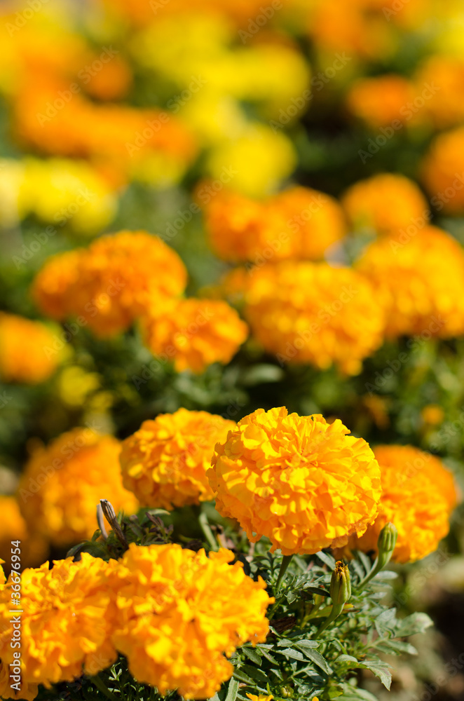 Marigold flowers Marigold flowers
