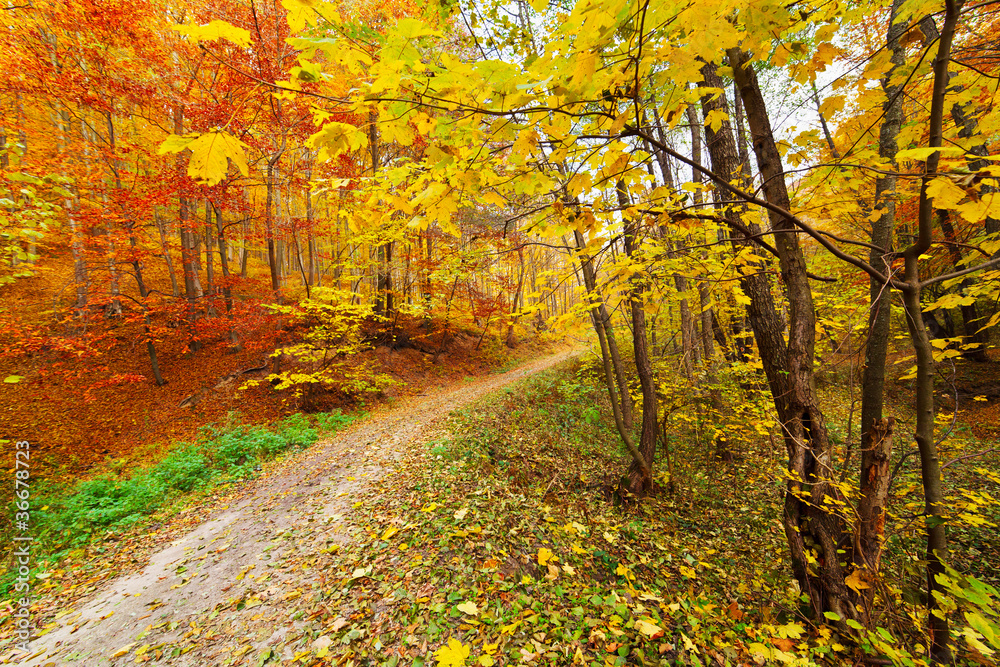 Colorful autumnal landscape