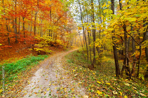 Colorful autumnal landscape © Xalanx