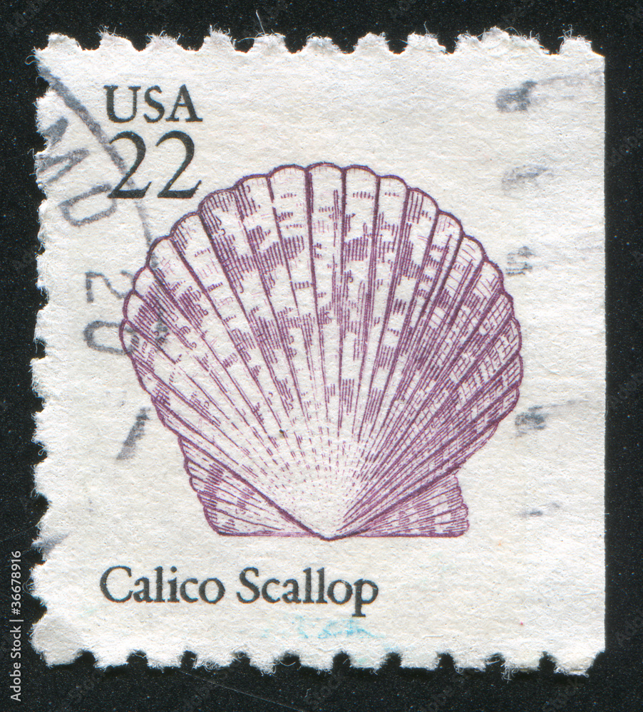 Fototapeta premium seashell