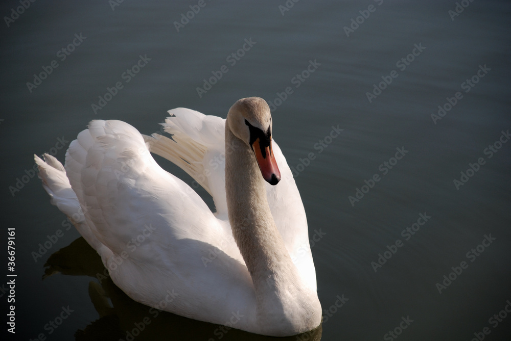 Obraz premium balzender Schwan