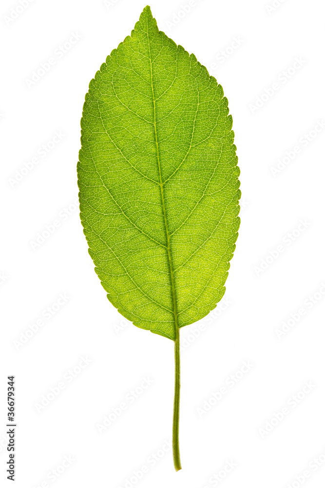 Fototapeta premium Apple leaf on isolated