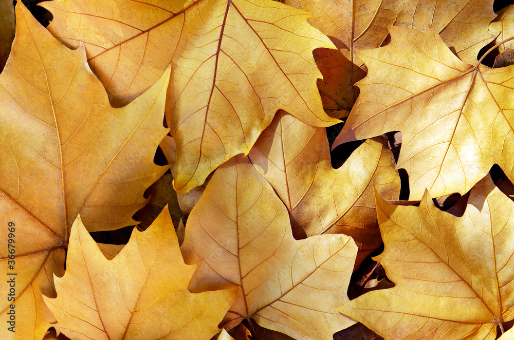 Dry Fall Leaves
