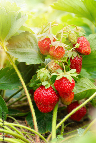 Fresh organic strawberries