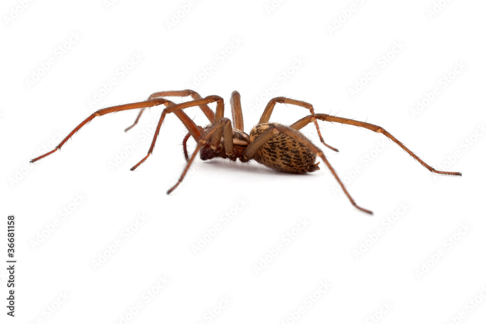 Nahaufnahme einer Spinne (freigestellt) Nahaufnahme einer Spinne (freigestellt)
