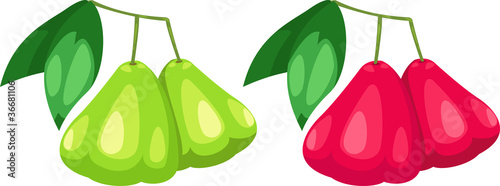 illustration rose apple vector file on White background
