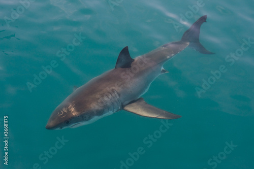 White shark © natursports