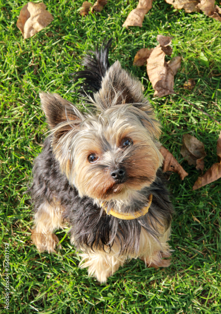 Yorkshire Terriersitting on grass Yorkshire Terriersitting on grass