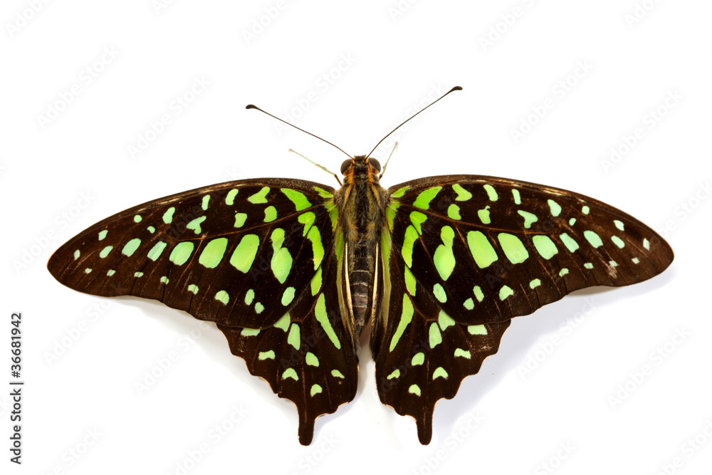 Naklejka premium Graphium isolated