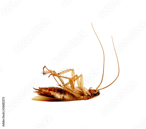 Dead cockroach. © Vlad Ivantcov