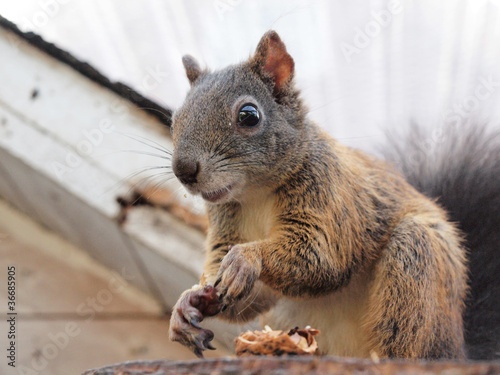 Eichhörnchen mit Futter
