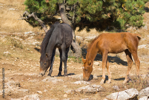 Two young horses is trying to find some food on dry earth .