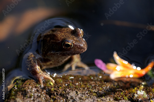 Brown frog in pond