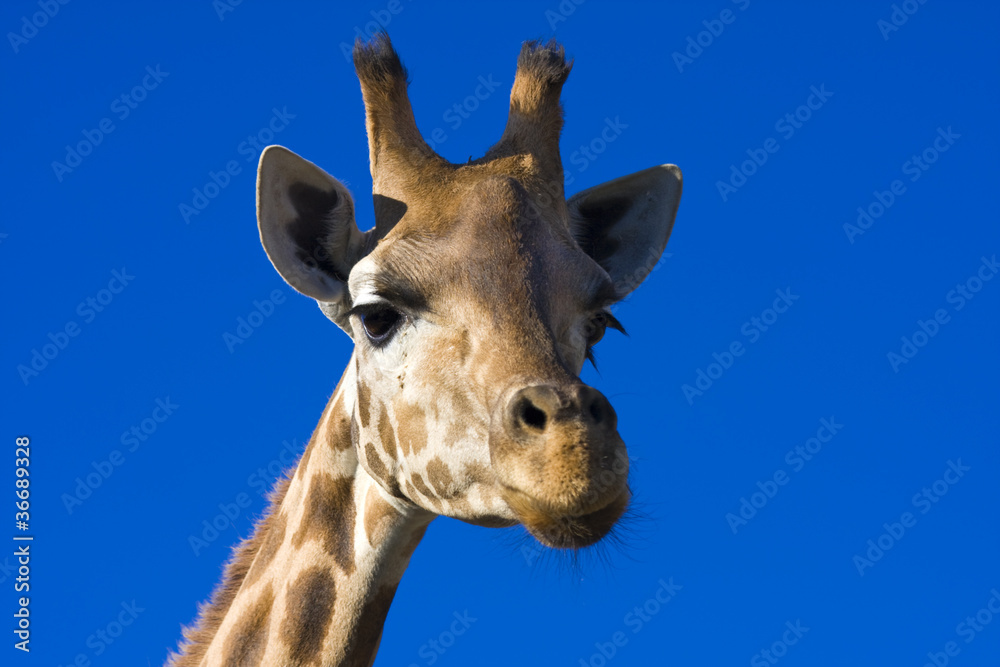 Naklejka premium Giraffe (Giraffa camelopardalis)