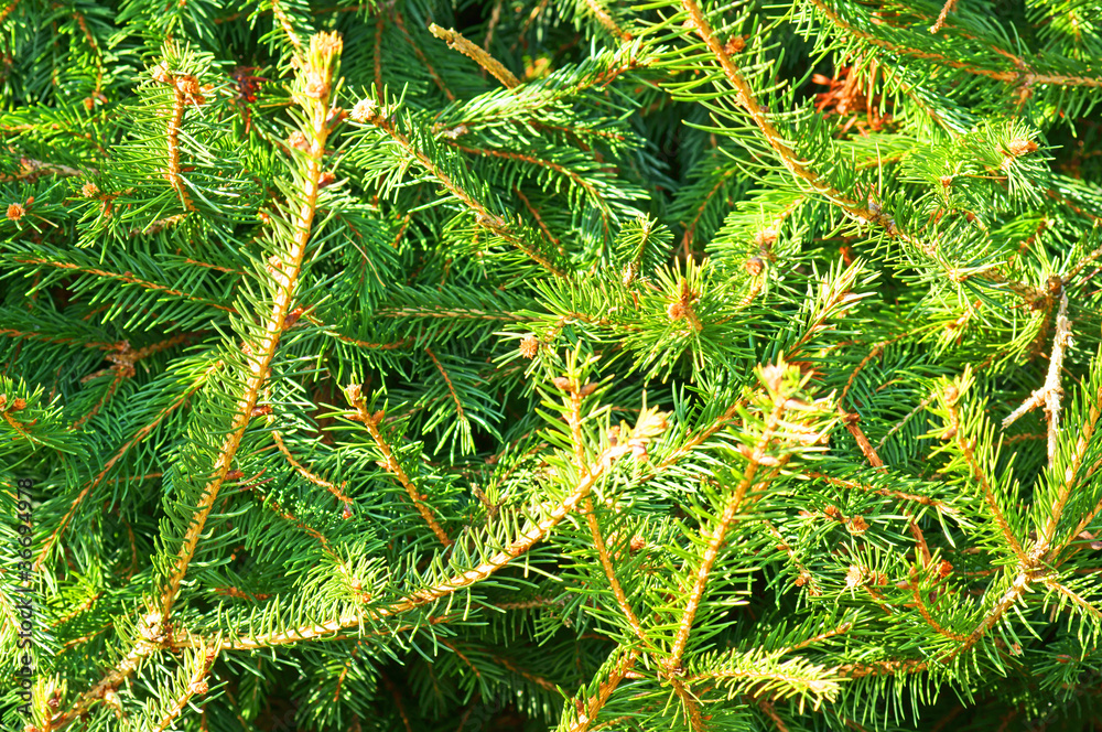 grüne Hecke grüne Hecke