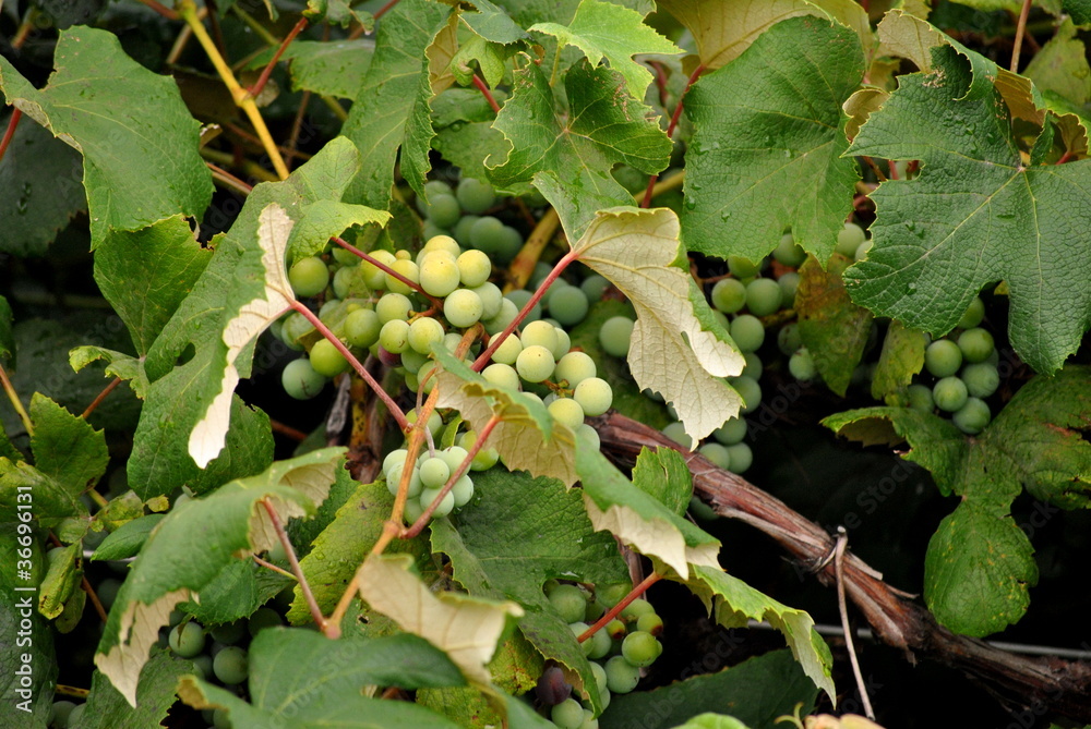 Fototapeta premium Growing Grapes