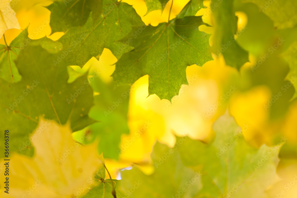 Golden autumn leaves Golden autumn leaves