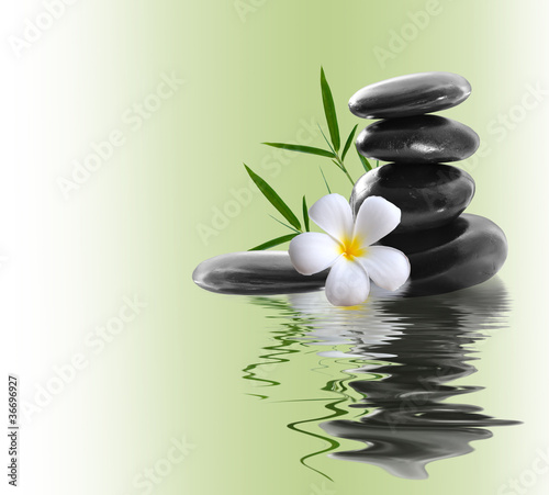 frangipani and stones on a white background
