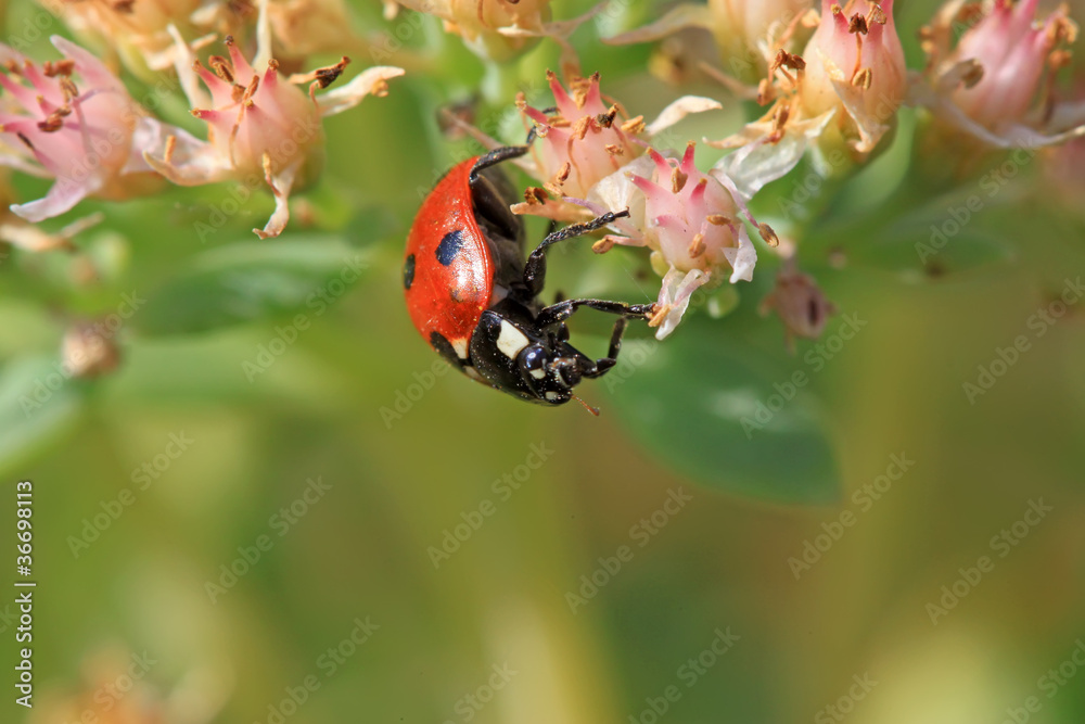 ladybug