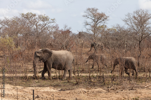 Elephants walking  Between the bushes