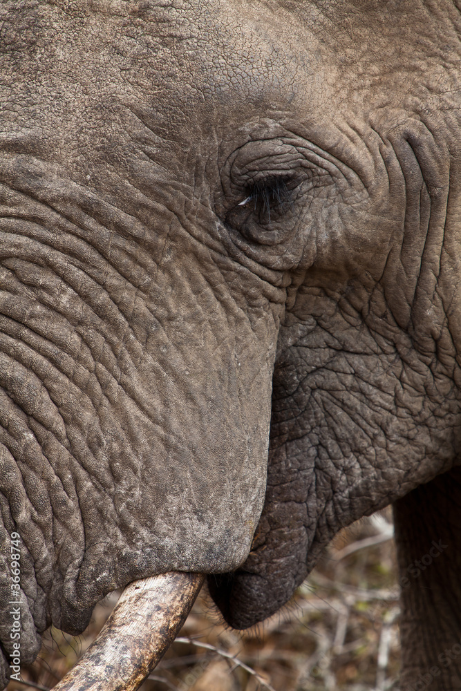 Close up of an elephants head Close up of an elephants head