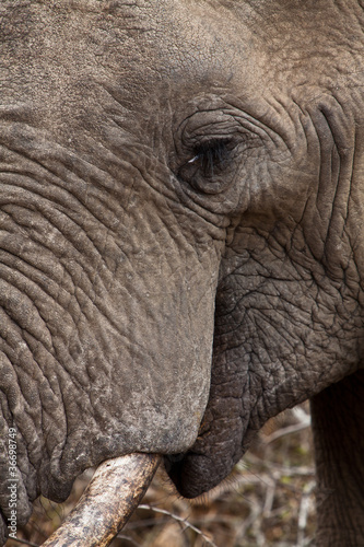 Close up of an elephants head