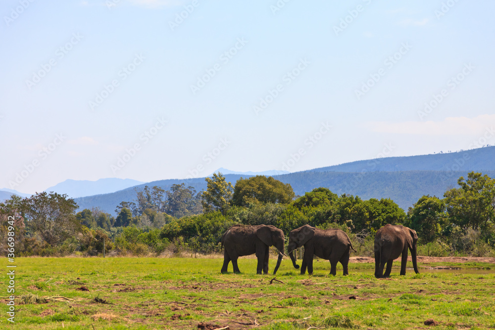 Fototapeta premium Elephants walking on a grassland
