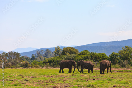 Elephants walking on a grassland © pwollinga