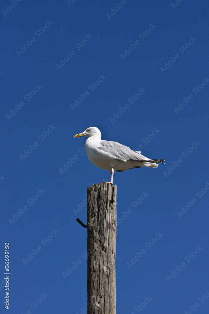 seagull