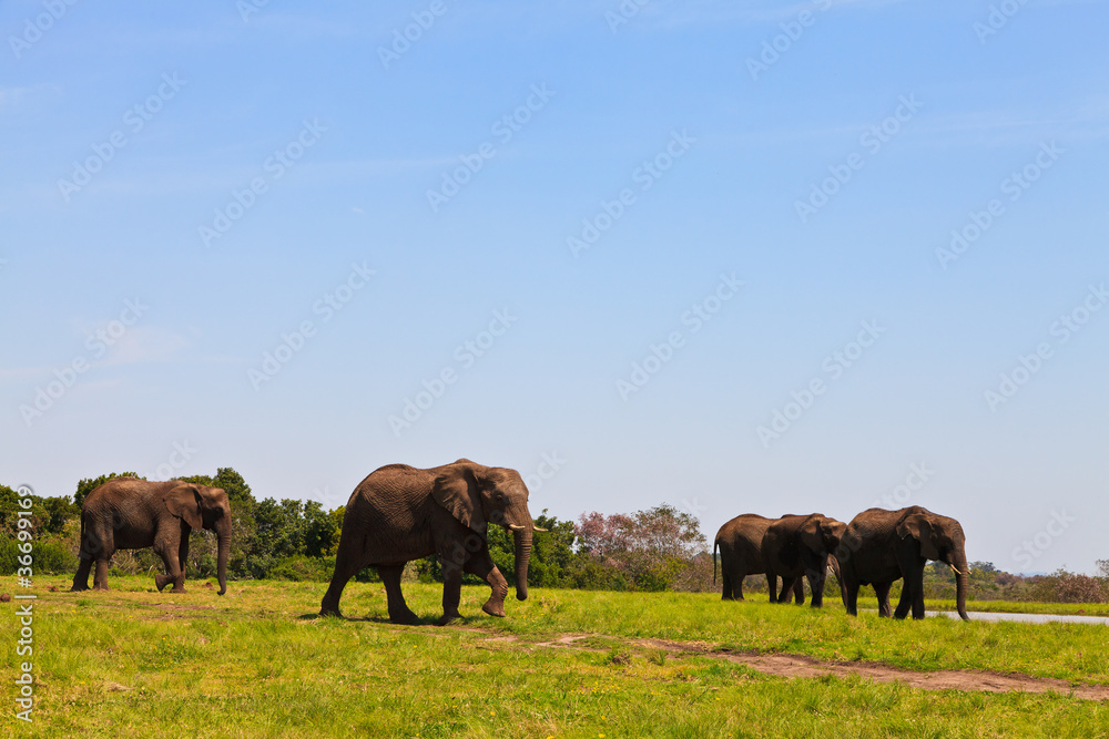 Elephants walking Between the bushes Elephants walking Between the bushes