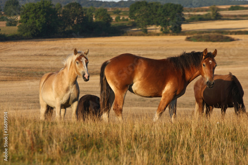 Horses in Sweden