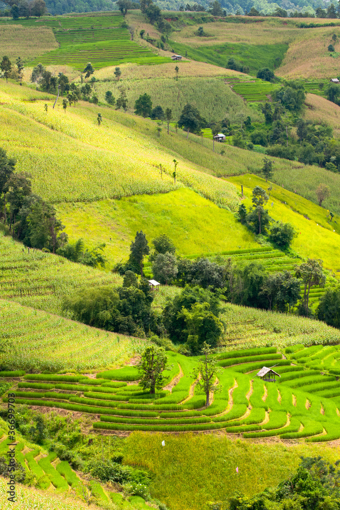 Terraced rice fields in northern Thailand Terraced rice fields in northern Thailand