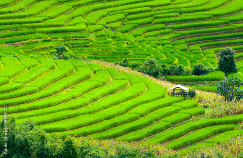 Terraced rice fields in northern Thailand